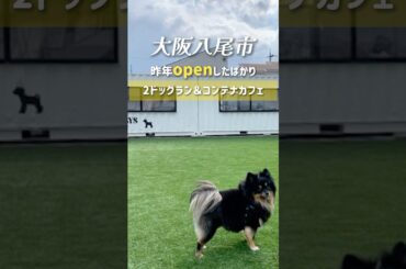 大阪八尾市の住宅街にある真っ白なコンテナカフェ＆ラン🐕 高い建物が無いので見晴らしが良く開放感があり広いランを思いっきり走れます！#わんわんスタジアム#わんスタOK#ドッグラン大阪#ドッグカフェ大阪