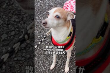 散歩に行くはずがワクチン接種の会場で絶望する犬