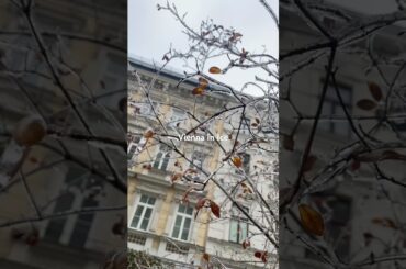 Frozen Vienna. 氷のウィーン
