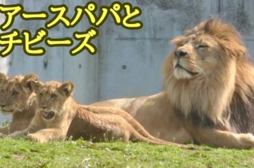 アースパパとチビーズの戯れ【のんほいパーク】Lion Earth Silk Den Al Vega Toyohashi Zoo