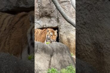 #shorts あ！ローラさんも居た〜♪  アムールトラ　浜松市動物園にて　2026年4月5日