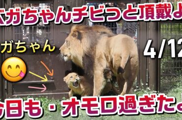ベガちゃんチビっとお肉🍖頂戴よ【今日も・オモロすぎたお肉争奪戦😱】 #のんほいパーク #ライオン #アース #旭山動物園 #桐生が岡動物園 #安佐動物園 #lion  #茶臼山動物園 #屠体給餌