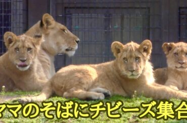 シルクママのそばにチビーズ集合しました【のんほいパーク】Lion Silk Den Al Vega Toyohashi Zoo