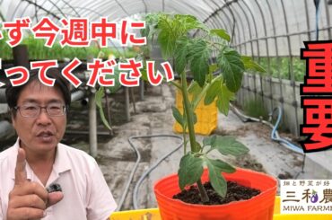 「2026.4.13」ミニトマトは今週中に必ずこの苗を買ってください