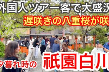 2026年4月13日 外国人ツアー客で大盛況🍀遅咲きの八重桜🌸が咲く夕暮れ時の祇園白川 Cherry blossoms in Gion Shirakawa, Kyoto