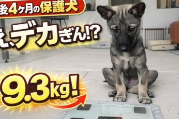「生後4ヶ月の保護犬、体重測ったらまさかの9.3kg…」