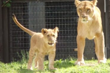 2026.4.14（火）ライオン　のんほいパーク