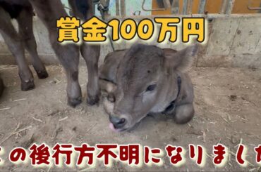 【神隠し？】山からりょうへいの姿が消えた。パニックになるりょうちゃん。牛飼いと母牛、二人三脚の捜索活動。