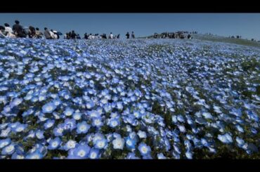 横浜発日帰りバスツアー  【日本の絶景 ひたち海浜公園のネモフィラ鑑賞と甘〜いイチゴ狩り食べ放題！ピリッと辛口♪めんたいパークの工場見学＆試食体験！】