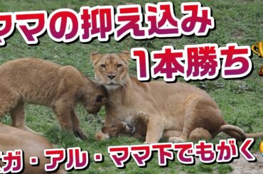 ママの抑え込み1本勝ち🏆【ベル・アルママの下でもがく😅】 #のんほいパーク #ライオン #アース #旭山動物園 #桐生が岡動物園 #安佐動物園 #lion  #茶臼山動物園 #家族 #ベガ #アル