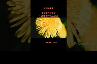 #ダンデライオン〜遅咲きのたんぽぽ#松任谷由実 #原田知世#JUJU#上白石萌音#德永英明#堀ちえみ#安達祐実#昭和の名曲#懐メロ#昭和の歌謡曲#cover