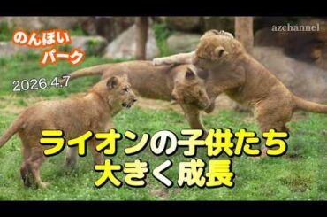 【のんほいパークライオン】生後7ヶ月に成長したVega, Den & Al 愛情いっぱいのママシルク😼アースファミリー🦁Can You Tell Them Apart?