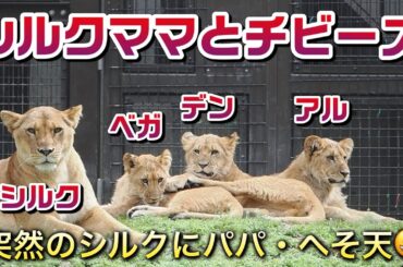 シルクママとチビーズ【突然のシルク接近にアースへそ天🦁】 #のんほいパーク #ライオン #アース #旭山動物園 #桐生が岡動物園 #安佐動物園 #lion  #茶臼山動物園 #へそ天