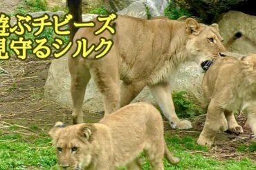 遊びまわるチビーズを見守るシルクママ【のんほいパーク】Lion Silk Den Al Vega Toyohashi Zoo