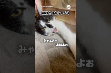 寝起きのお喋り可愛すぎる｜PECO