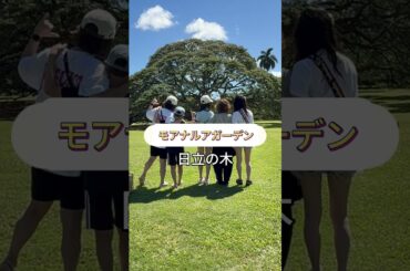 【ハワイ】どこでもプライベートツアー・4月1日U様 #カワイイハワイツアー #ハワイツアー #夏休み #旅行