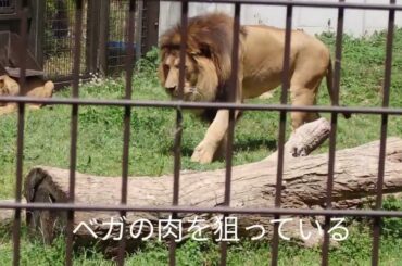 2026.4.19(日)　ライオンのエサやりの続き　のんほいパーク