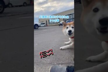 地震などの災害時に愛犬に意外とやり忘れる、3つの事。#地震 #三陸沖 #犬の災害対策 #犬の防災 #愛犬を守る #柴犬 #shibainu #保護犬