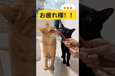 【よく頑張ったね】#ねこ #猫の健康診断  #猫のワクチン接種 #保護猫との暮らし #cat