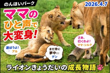 【のんほいパークライオン】母のひと声で大変身！🦁✨骨に夢中のデンが遊びに戻る｜ライオン家族の成長記録