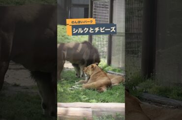のんほいパーク【チビーズとシルクママ👩】 #のんほいパーク #ライオン #アース #旭山動物園 #桐生が岡動物園 #安佐動物園 #lion  #茶臼山動物園 #へそ天