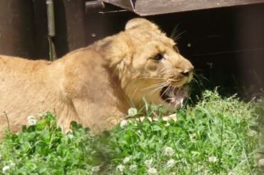 2026.4.26(日)　ライオンのエサやり　のんほいパーク