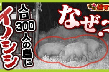 【大繁殖】人口300人の島に300頭のイノシシ　もともとは生息していなかったのになぜ？泳いで来たか　島民・行政で対策も数減らず…兵庫の離島で一体何が【ＭＢＳニュース特集】（2026年4月17日）