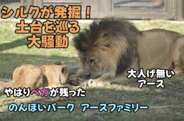 のんほいパーク　シルクが発掘！土台を巡る大騒動　What Silk Dug Up After　【English Subtitles】Earth-family at Toyohashi Zoo