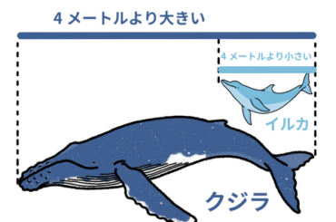 【悲報】イルカ、4メートル以上に成長したらクジラにされる模様ｗｗｗｗｗｗｗ