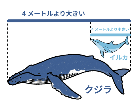 【悲報】イルカ、4メートル以上に成長したらクジラにされる模様ｗｗｗｗｗｗｗ