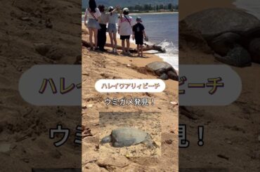 【ハワイ】どこでもプライベートツアー・4月1日U様#カワイイハワイツアー #ハワイツアー