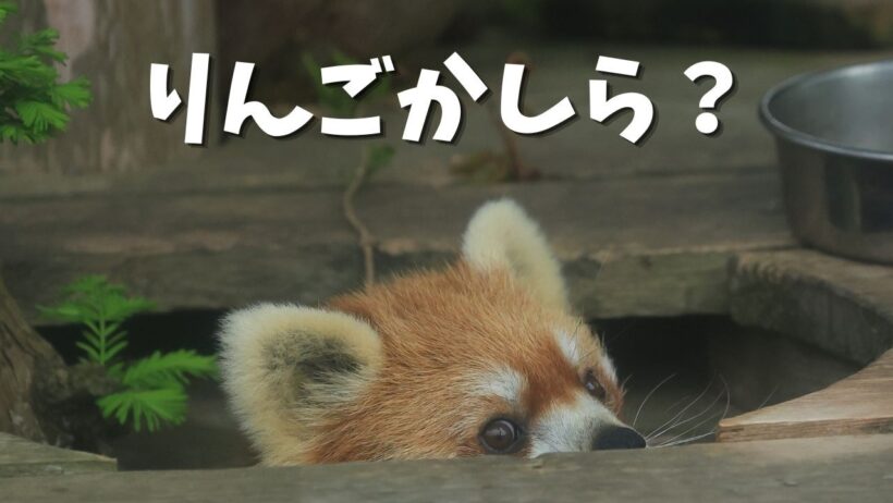 優香ちゃんは戦略家