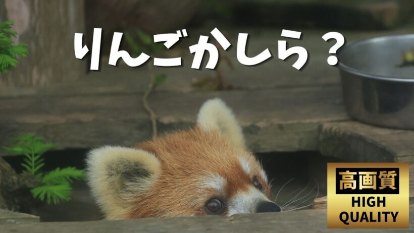 【再掲】優香ちゃんは戦略家