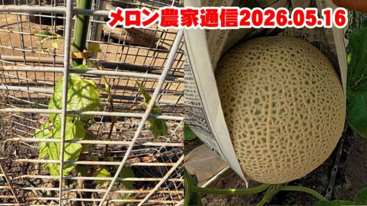 【最高の網目】シャインじゃない！？謎のブドウとパラミツの嫁入り【メロン農家通信】 26.5.16