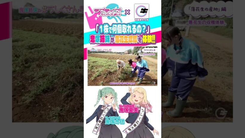【#うしくさんぽ】鬼塚姉妹が落花生収穫を体験しました‼【味の老舗いしじま/絵森彩坂倉花鬼塚夏美冬毬牛久市ラブライブスーパースター切り抜きリエラ】#liella #lovelive #shorts