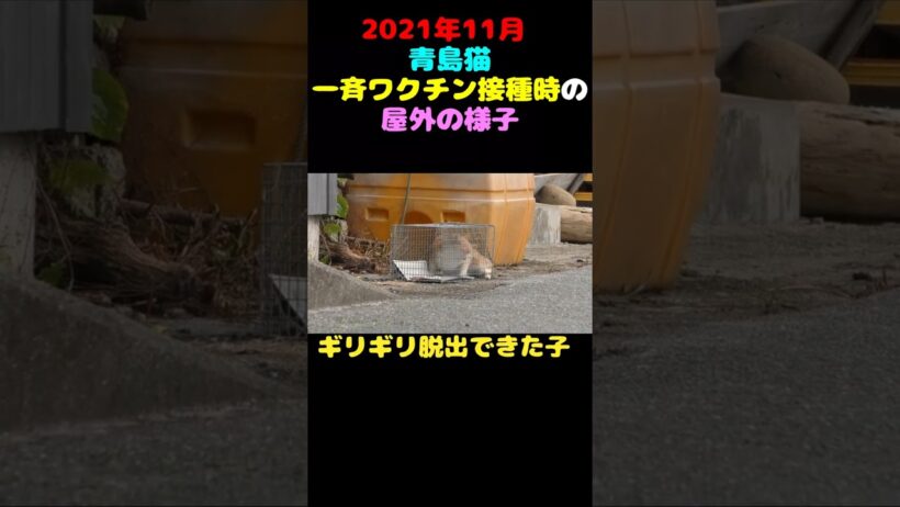 100匹を超える猫がいる青島で一斉ワクチン接種した時の屋外の様子　#猫 #子猫 #animalrescue