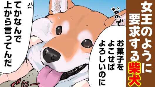 オヤツ欲しさに女王みたいにねだる柴犬 【アニメ/漫画】 #世界の終わりに柴犬と #せか柴