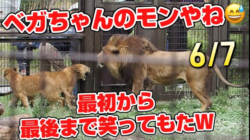 ベガちゃんのモンやね😅【最初から最後まで笑ってもたW】 #のんほいパーク #ライオン #アース #旭山動物園 #桐生が岡動物園 #安佐動物園 #lion  #茶臼山動物園  #ワイルド飯 #屠体給餌