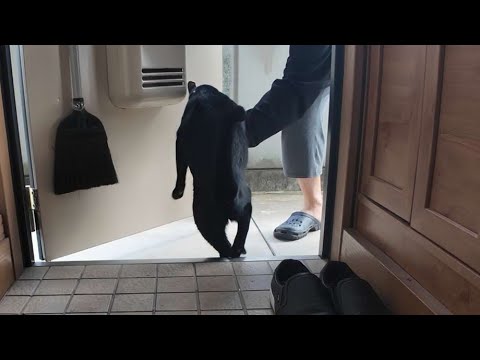 脱走を阻止されてしまい悔しみの「んもう」を放つ（猫）