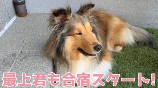 【シェルティ】最上君も合宿スタート✨【楽しくなりそう】