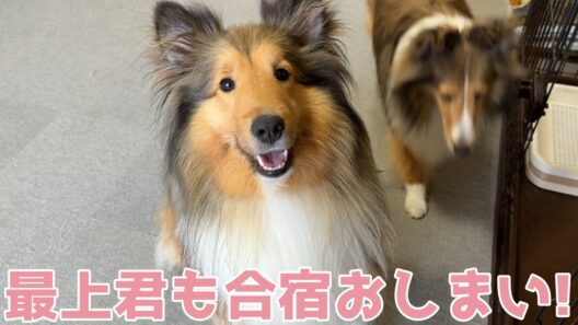 【シェルティ】最上君も合宿おしまい✨【また遊びに来てね】