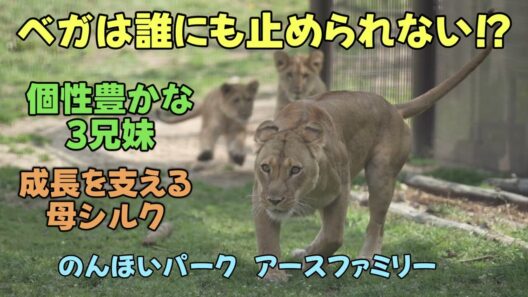 のんほいパーク ベガは誰にも止められない⁉　個性豊かな3兄妹頼もしい母シルク Unstoppable Vega【English Subtitles】Earth-family-Toyohashi Zoo