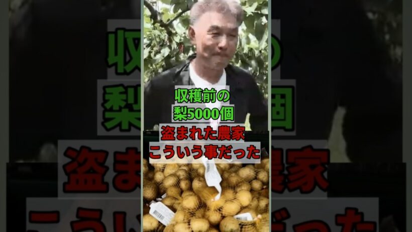 【速報】収穫前の梨5000個盗まれた農家、その裏で起きていたこととは…