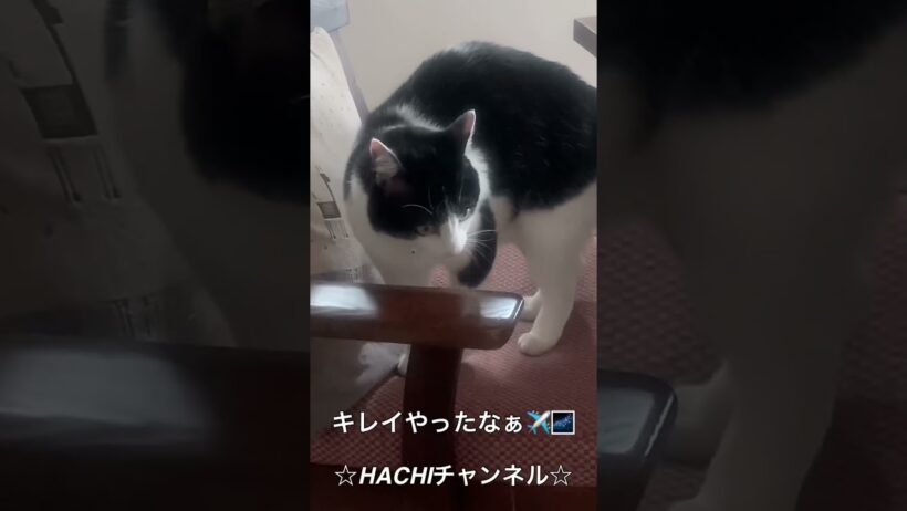 HACHIチャンネル 2490 #恋はまぼろし #あいみょん #有村架純 #HACHI and #NANA and #ROKU #ひこうき雲 #保護猫 #新曲 #東京メトロ