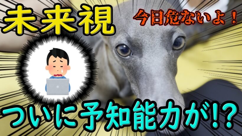 ニアのスピリチュアルスキルとは！？#イタグレ#IG#IGgy
