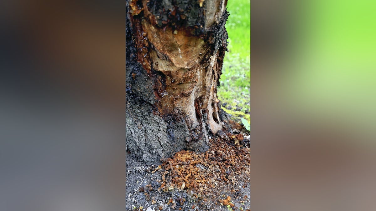 クビアカツヤカミキリの食害地域５年半で５倍、２２都府県３１１市区町村…農業・観光への打撃懸念 - 読売新聞