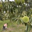 記録的長雨で「実らぬ秋」、生育不良で野菜価格高騰…意欲低下など精神的影響も - 読売新聞